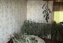 Вирощував коноплі та виготовляв із них марихуану на продаж: запоріжанина засуджено до 9 років за ґратами з конфіскацією майна