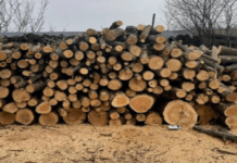 Займались незаконною рубкою дерев на території Комишуваської громади: повідомлено про підозру учасникам злочинного угруповання