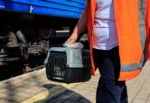 «Укрзалізниця» підготувала нові правила перевезення тварин і закликає до їхнього обговорення