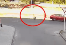 На вулиці Юрія Кондратюка у Дніпрі ВАЗ збив собаку та поїхав з місця події