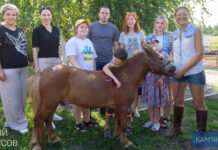 Як у Камʼянському працює соціальна програма іповенції