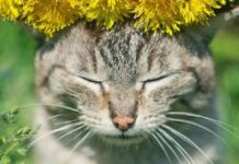 Останній день спеки в Кам’янському: прогноз від синоптика