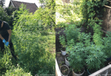 На Дніпропетровщині викрили двох містян у вирощуванні рослин конопель