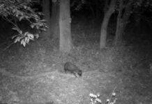 Єнотоподібний собака на Дніпропетровщині: жителі області помітили цікаву тварину