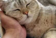 Головні ознаки того, що ваш кіт вас любить