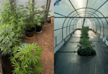 Вирощував у теплиці наркорослини: правоохоронці Дніпропетровщини викрили зловмисника