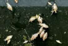 Сотні мертвих карасів: на Дніпропетровщині масштабний мор риби