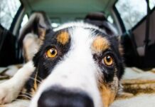 Як купити квиток на тварину на поїзд, як перевозити тварин залізницею, як перетинати кордон із тваринами