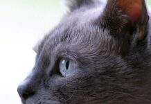 Укол коту: головні правила ін’єкції в домашніх умовах