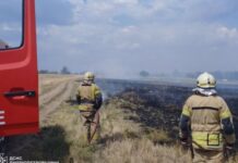 На Дніпропетровщині протягом доби вогонь знищив понад 41 га природних екосистем