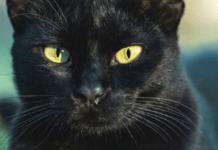 Чому чорних кішок асоціюють з нещастям: історія появи забобону