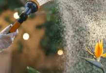 Як правильно поливати рослини під час спеки: корисні поради від агрономів