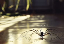 Чому не можна вбивати павуків, що живуть у вашому домі: пояснення вчених