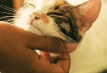 У “Дії” господарів тварин з’являться паспорти їхніх домашніх улюбленців