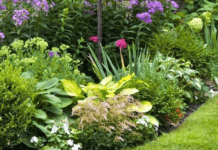 Які квіти треба посадити в серпні, щоб навесні отримати ідеальну клумбу