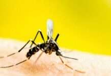 Як приготувати домашній нетоксичний засіб від комарів: простий і ефективний лайфхак