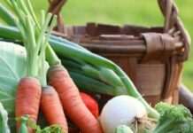 На Дніпропетровщині аномальна спека знищила врожай