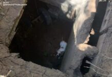 У Жовтих Водах співробітники ДСНС врятували песика, який впав у льох