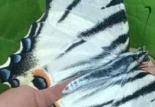 Рідкісного червонокнижного метелика помітили на Дніпропетровщині