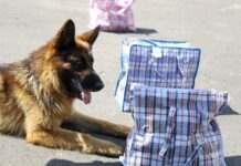 На Закарпатті собака прикордонників “спіймав” втікачів, які планували перепливати Тису