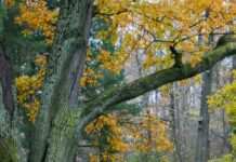 У Дніпропетровській області є дуб, якому майже 200 років: де його побачити