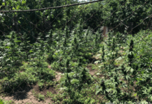 Поліцейські Дніпропетровщини викрили двох чоловіків у незаконному вирощуванні конопель