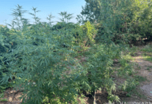 У жителя Новомосковського району виявили арсенал боєприпасів та посів конопель