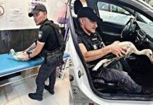 У Запоріжжі поліцейські подбали про знесиленого лелеку, який блукав центральним проспектом міста