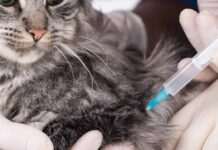 Пропускати не можна: чому необхідно робити котам щеплення від сказу