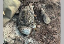 Полював птицю з пневматичної рушниці: у Запоріжжі спіймали браконьєра