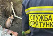 В Дніпрі рятувальники визволили з пастки сфінкса
