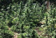 Незаконне вирощування конопель: у Кам’янському районі затримали “садівника”