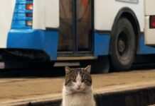 Перевезення тварин у громадському транспорті