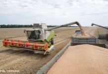 В Україні ввели мінімальні ціни на зерно для боротьби з “чорним” експортом