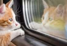 Головні правила в подорожах із котом у поїзді: як полегшити тварині дорогу