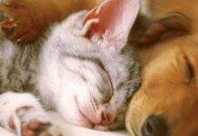 В Україні планують впровадити електронні паспорти для домашніх тварин