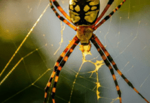 Що робити при укусі отруйного павука: рекомендації від МОЗ