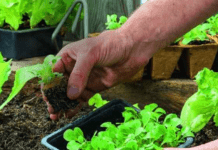 Що посадити в серпні: поради та рекомендації від досвідчених городників