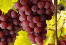 Усе, що ви маєте знати про виноград: користь і шкода для здоров’я, який вид ягоди корисніший та що таке виноградотерапія