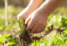 Як приготувати ефективний засіб проти бур’янів: простий і натуральний рецепт