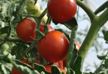 Томати будуть здоровими й сильними: як приготувати натуральне добриво для рослин з англійської солі