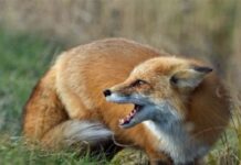 У Новомосковську хвора на сказ лисиця напала на домашніх тварин: міськрада ввела карантин