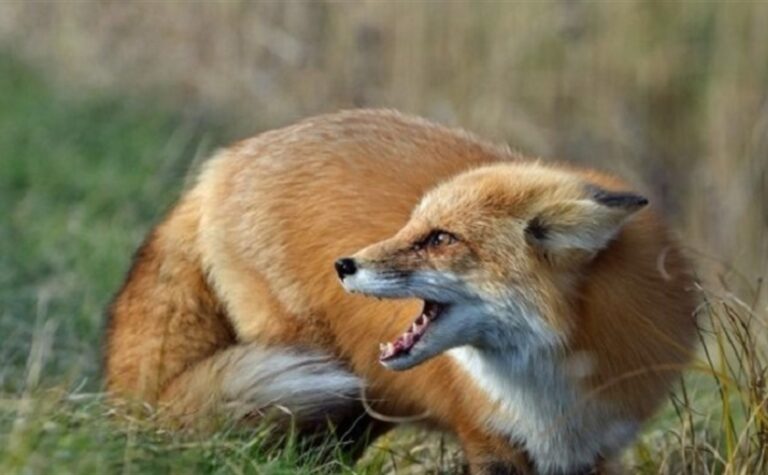 У Новомосковську хвора на сказ лисиця напала на домашніх тварин: міськрада ввела карантин