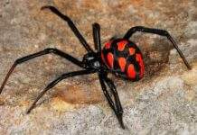 З початку року 13 українців звернулись до медиків після укусу павуків