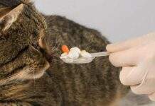 Як дати коту таблетку: поетапний прийом
