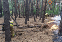У Новомосковському районі ліквідували займання на території лісового масиву