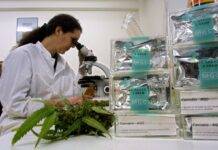 Соціологи з’ясували, як українці ставляться до легалізації медичного канабісу