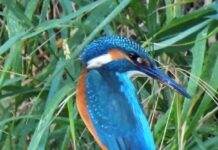 Схожа на дорогоцінний камінь: на Дніпропетровщині помітили дивовижного птаха