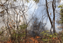 У Запоріжжі ліквідували пожежу в плавневій зоні річки Дніпро