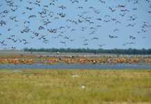 “Попит був неймовірним”. Як “Асканія-Нова” приймала туристів до війни